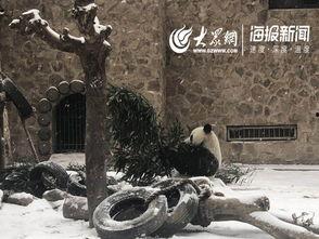 天津动物园爆料新闻视频,神秘动物亮相引游客热议